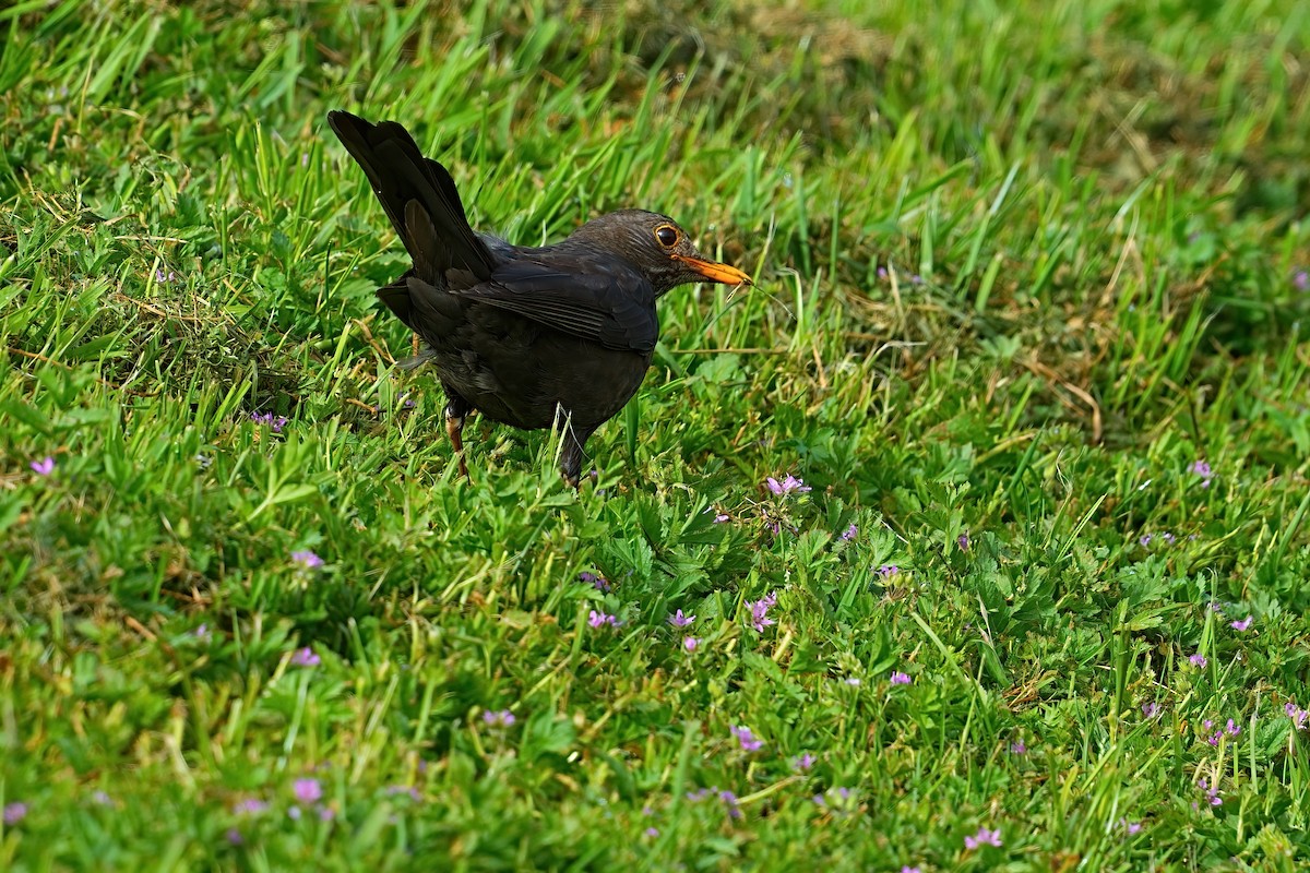 kos černý - ML646430988