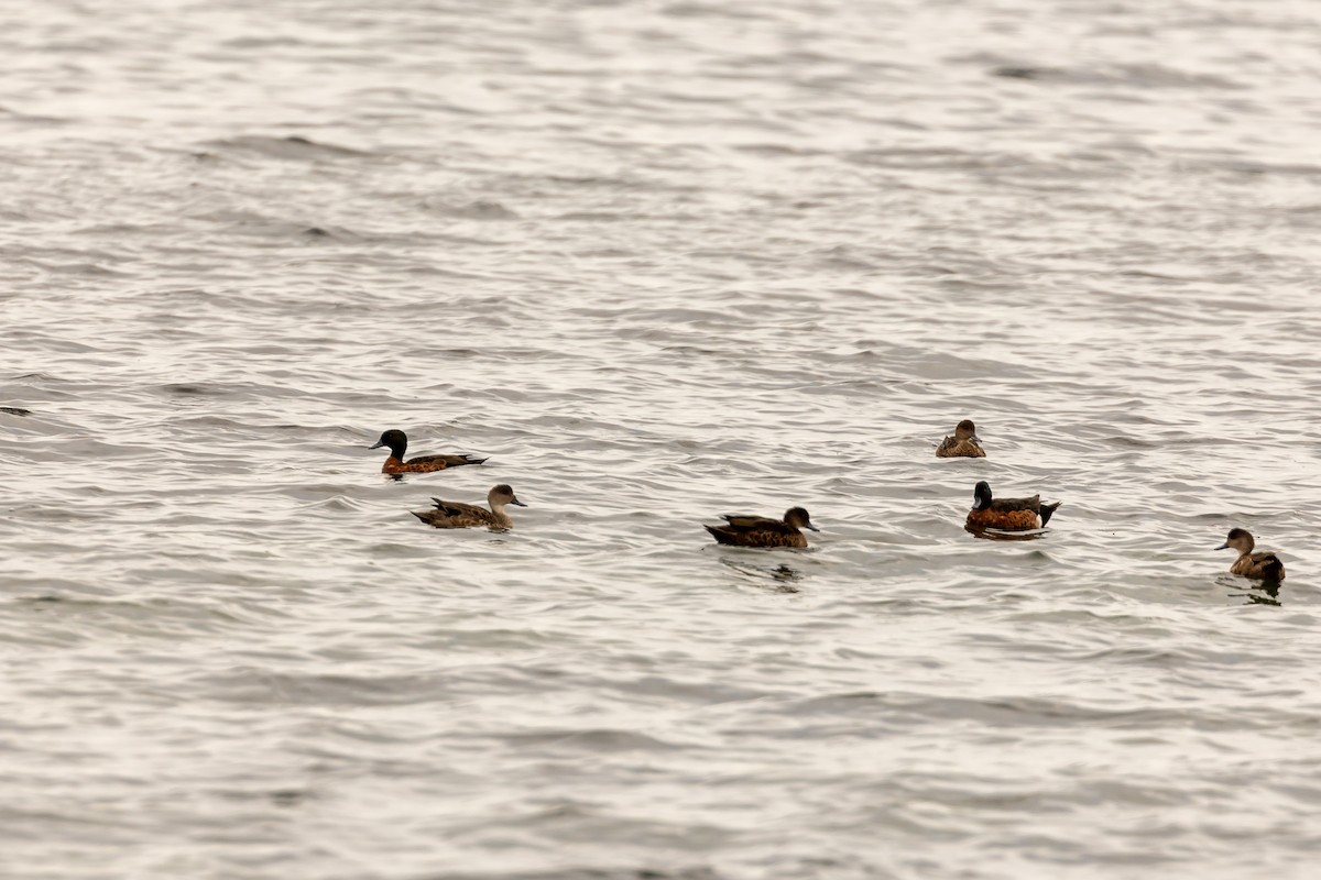 Chestnut Teal - ML646430992