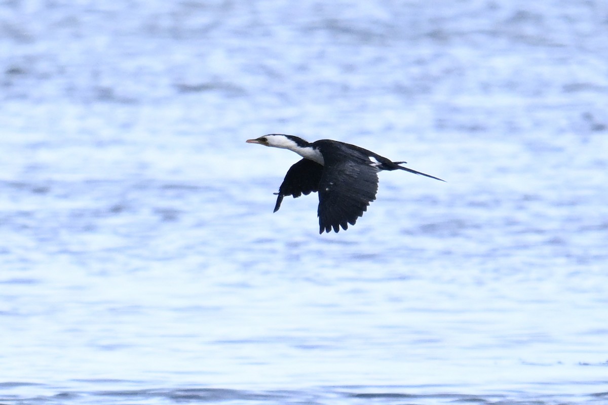 Little Pied Cormorant - ML646430994