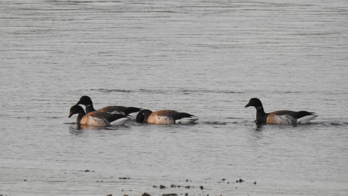 Brant - ML646430996