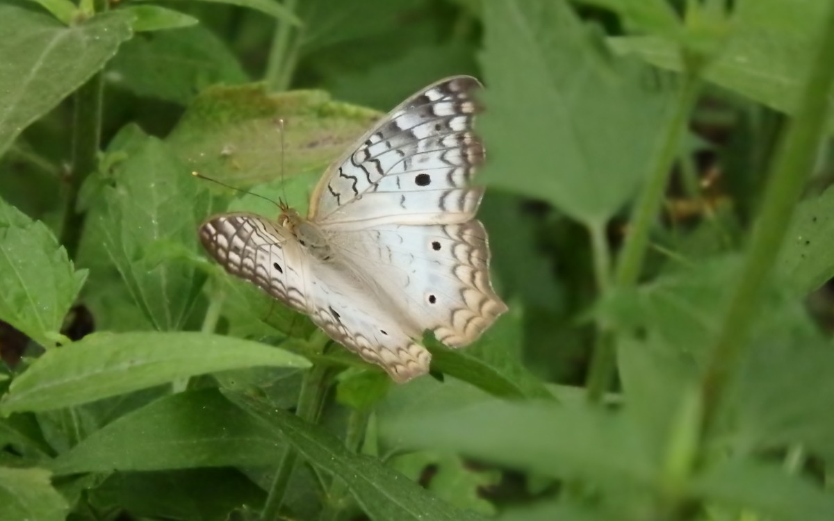 White Peacock - ML646430997