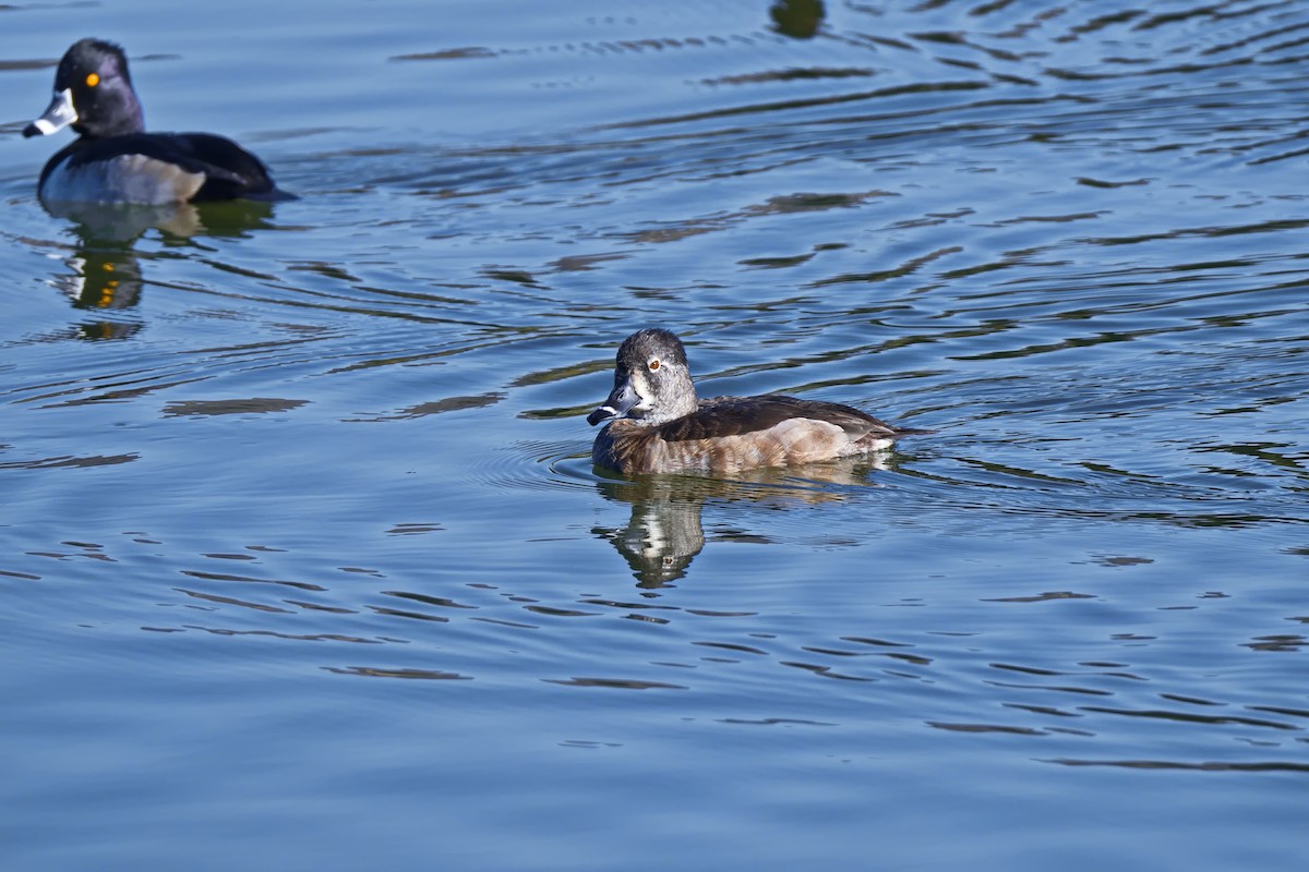 Ring-necked Duck - ML646430998