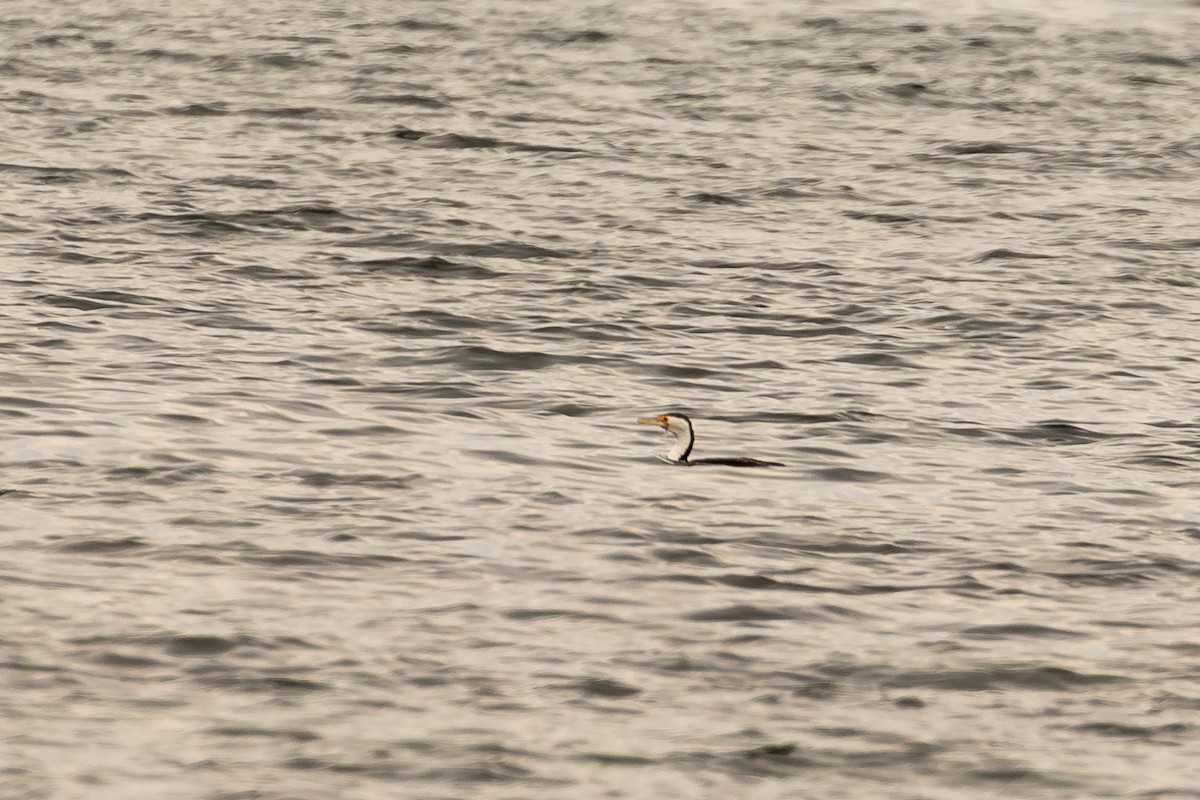 Pied Cormorant - ML646430999