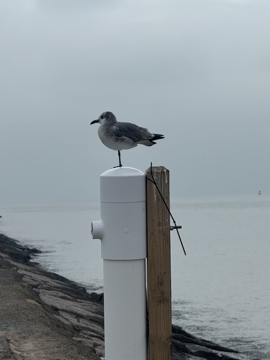 Laughing Gull - ML646431000