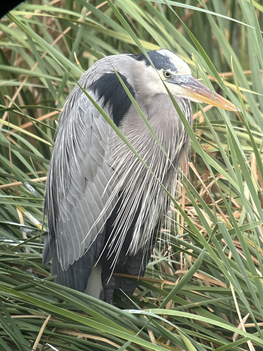Great Blue Heron - ML646431001