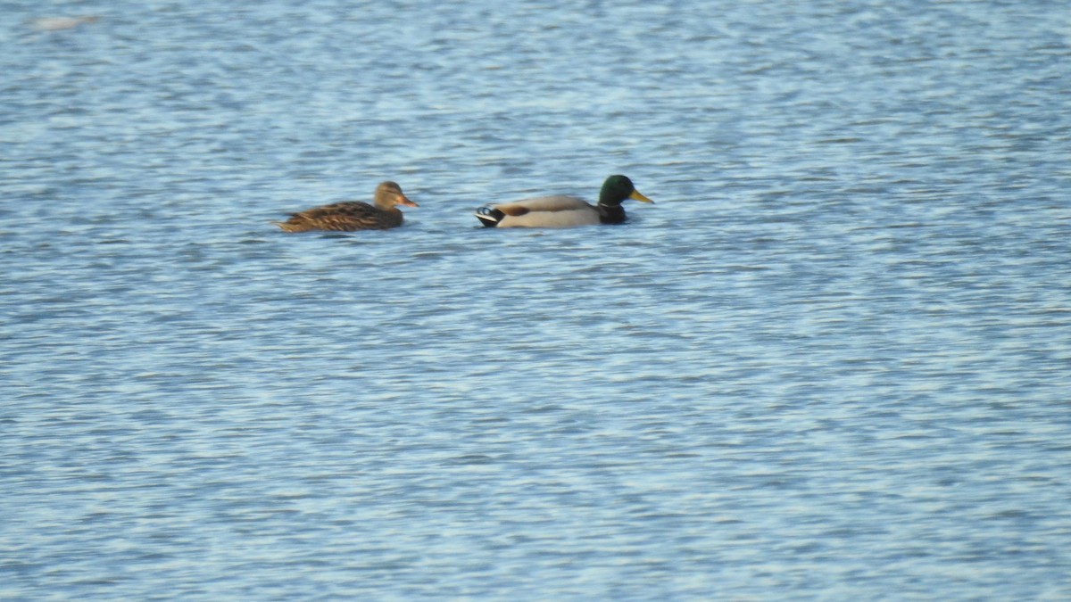 Mallard - ML646431003