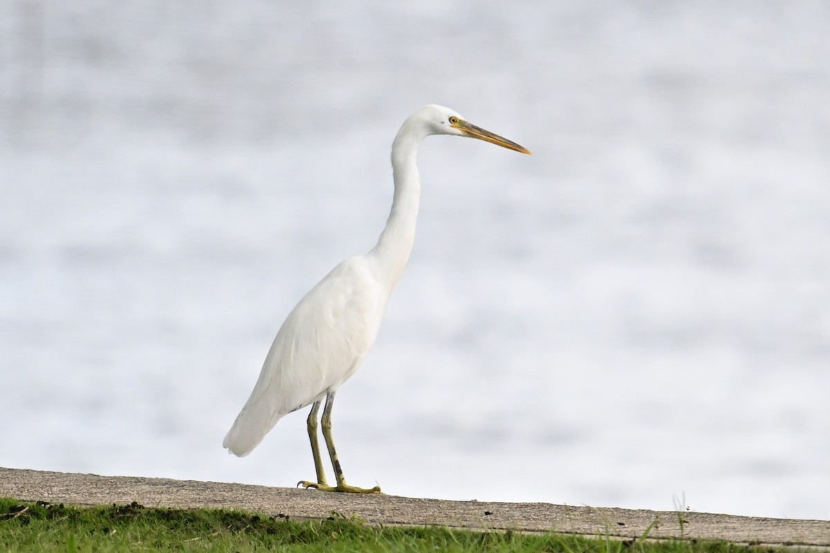 Pacific Reef-Heron - ML646431004