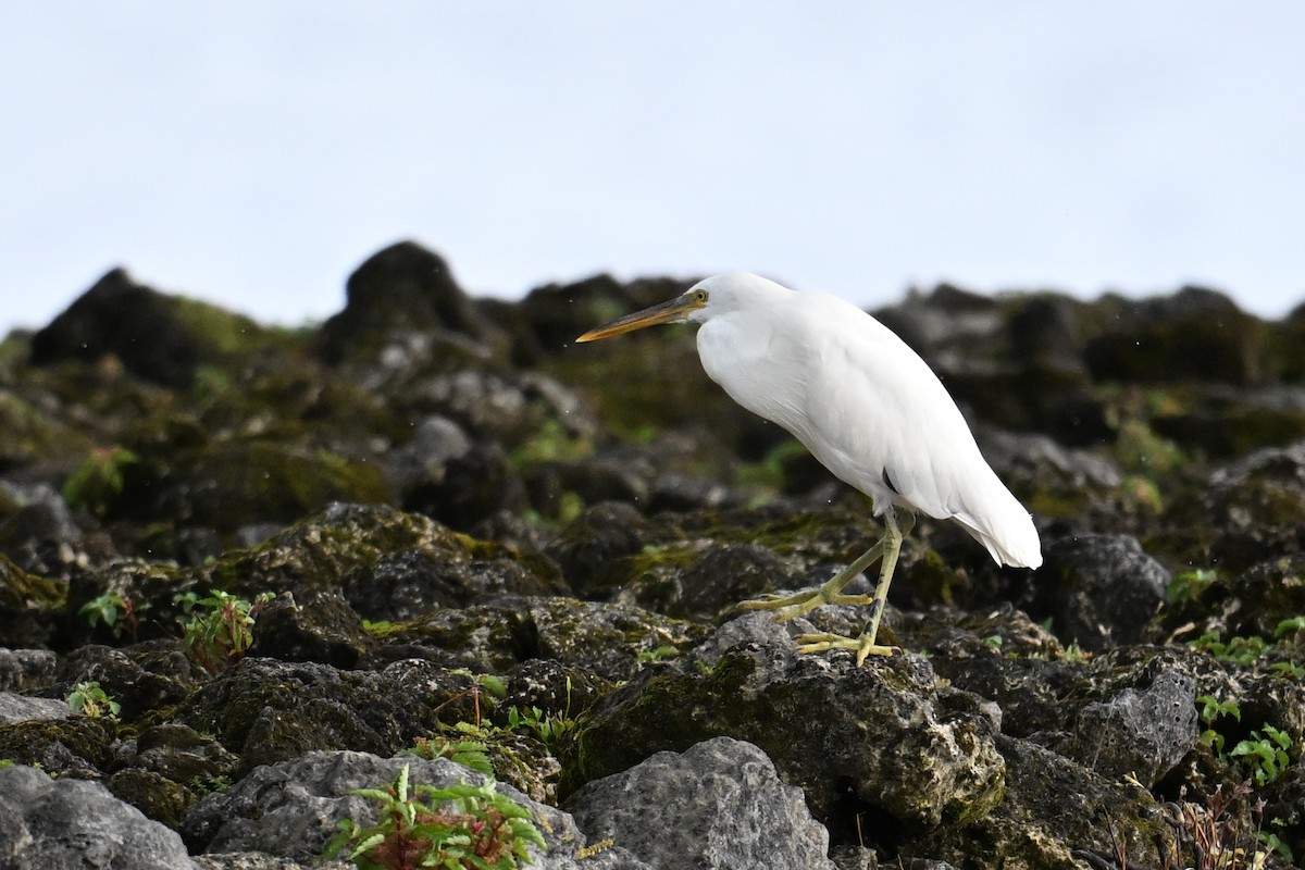 Pacific Reef-Heron - ML646431005