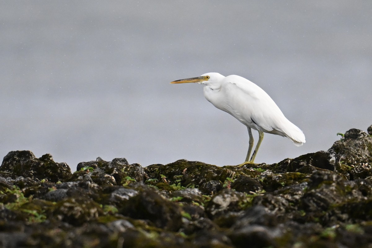 Pacific Reef-Heron - ML646431006
