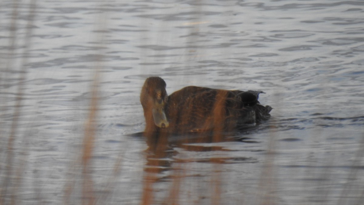 American Black Duck - ML646431007