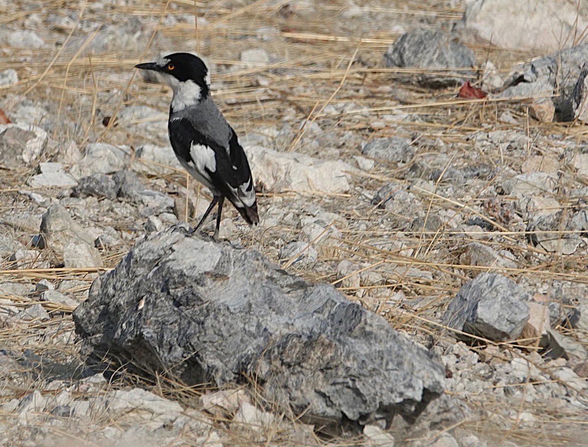White-tailed Shrike - ML646431008