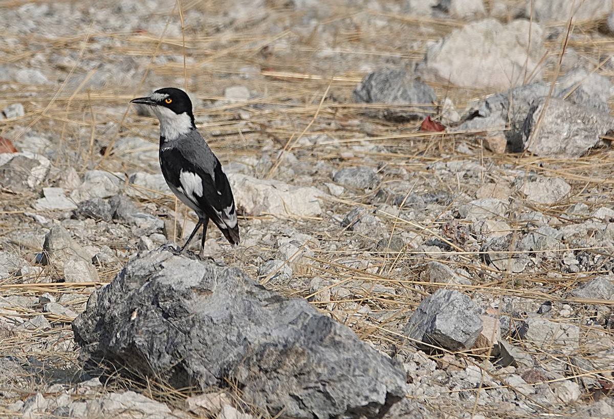 White-tailed Shrike - ML646431009