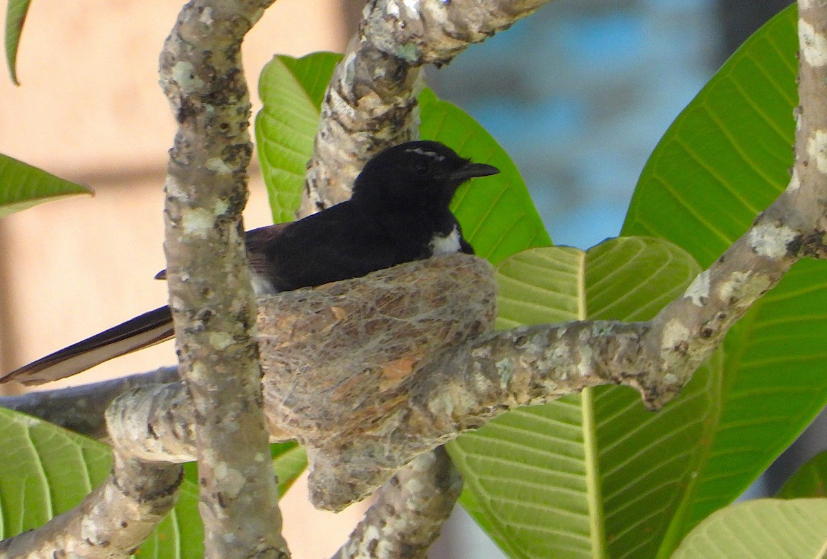 ヨコフリオウギビタキ - ML646431011