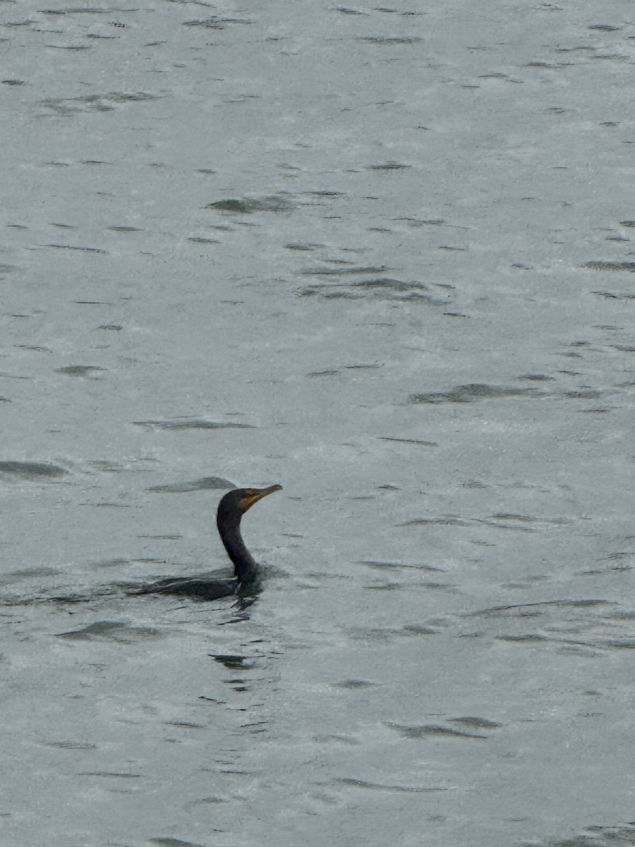 Double-crested Cormorant - ML646431012