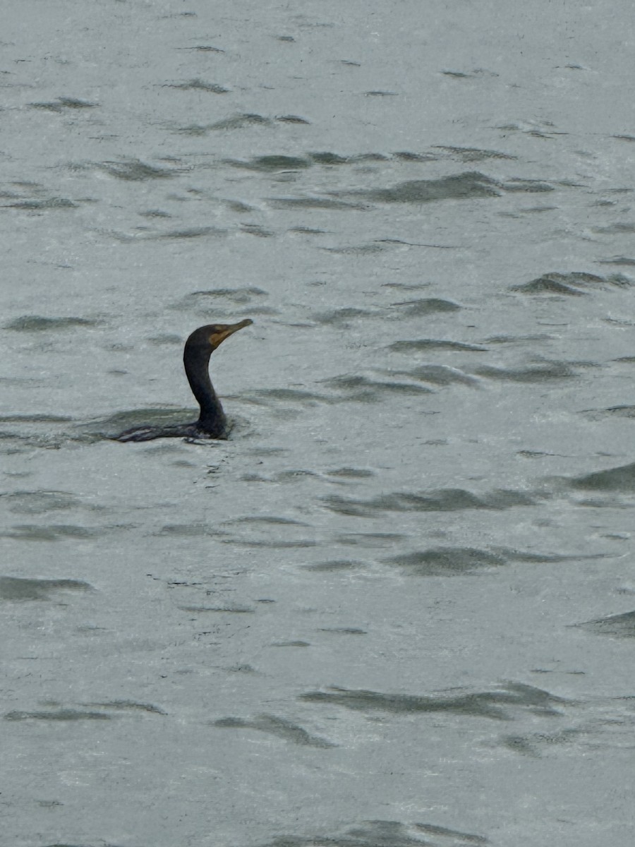 Double-crested Cormorant - ML646431013