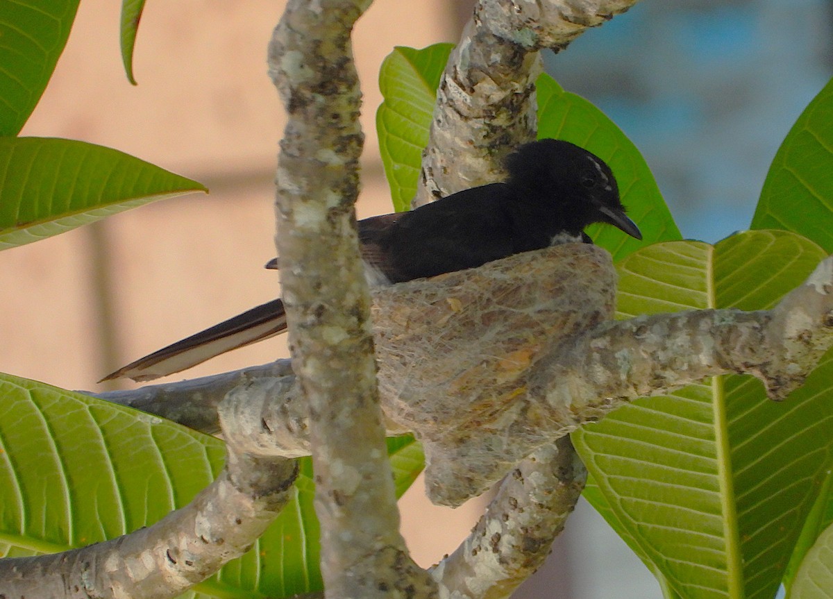 Willie-wagtail - ML646431014