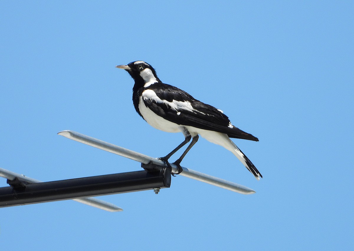 ツチスドリ - ML646431016