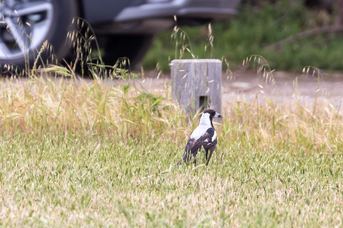 Australian Magpie (White-backed) - ML646431017