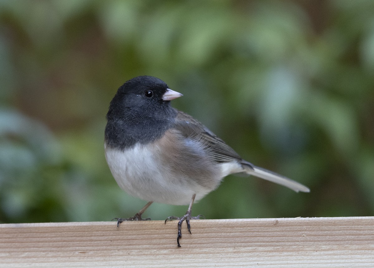 Dark-eyed Junco - ML646431018