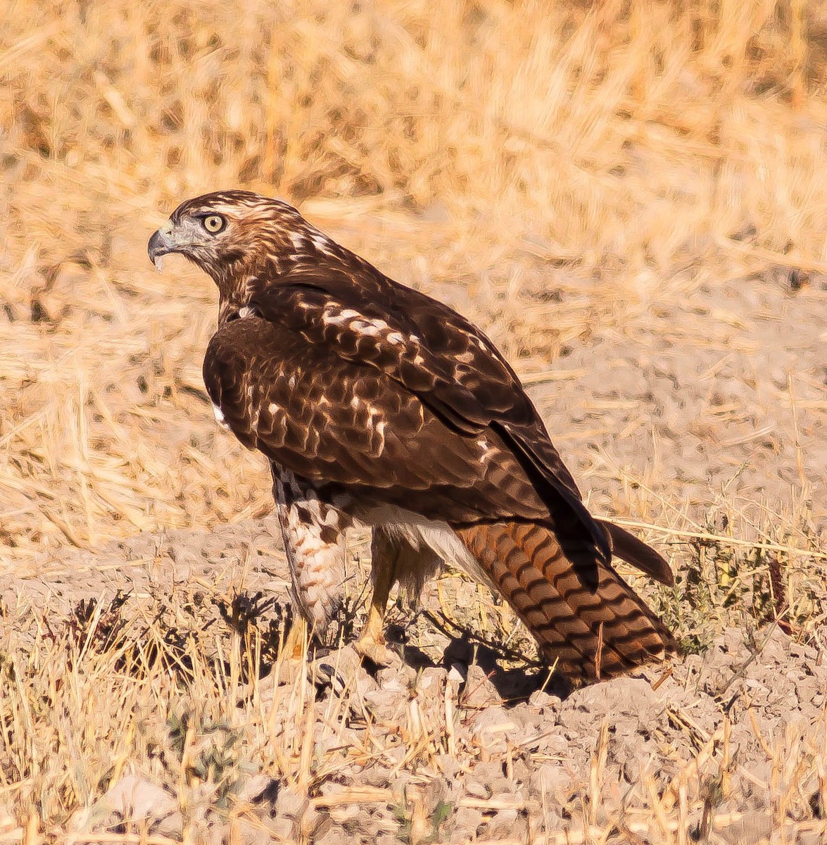 Red-tailed Hawk - ML646431021