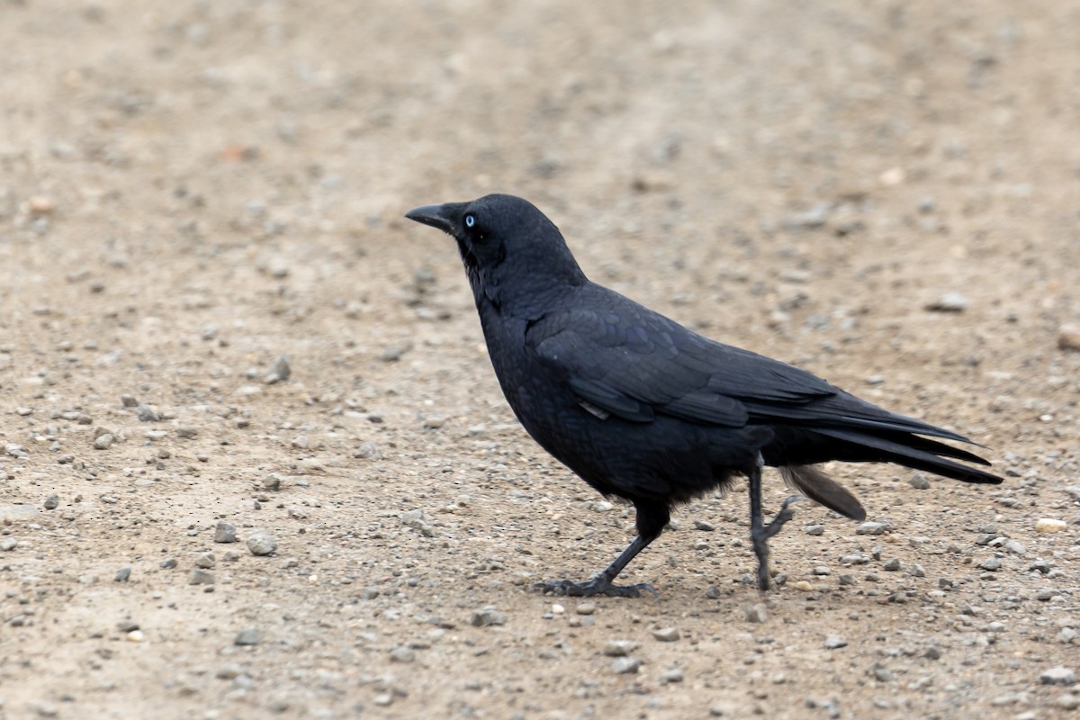 Little Raven - ML646431022