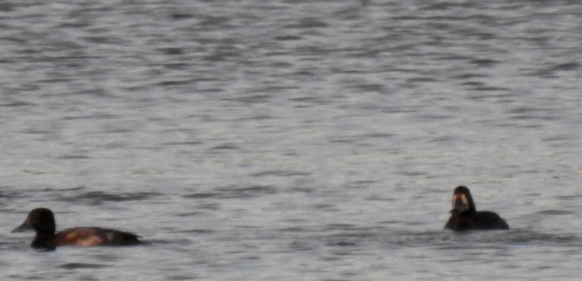 Greater Scaup - ML646431024
