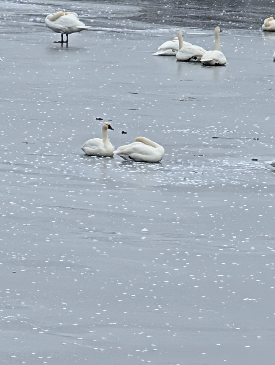 Tundra Swan - ML646431025