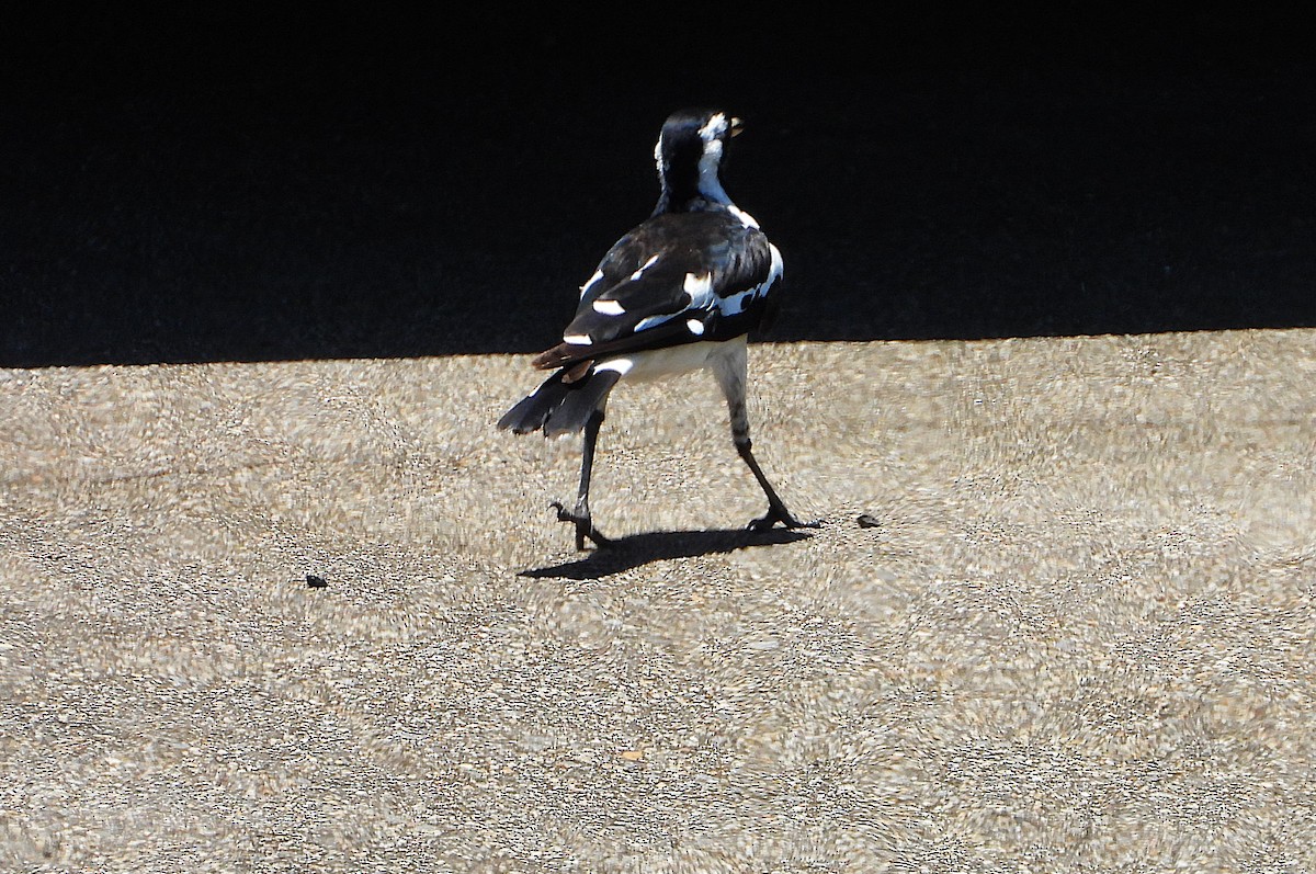 ツチスドリ - ML646431027