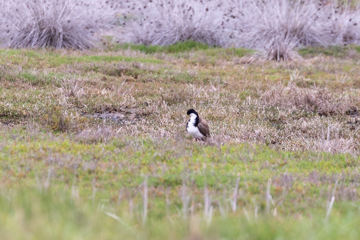 Masked Lapwing - ML646431028