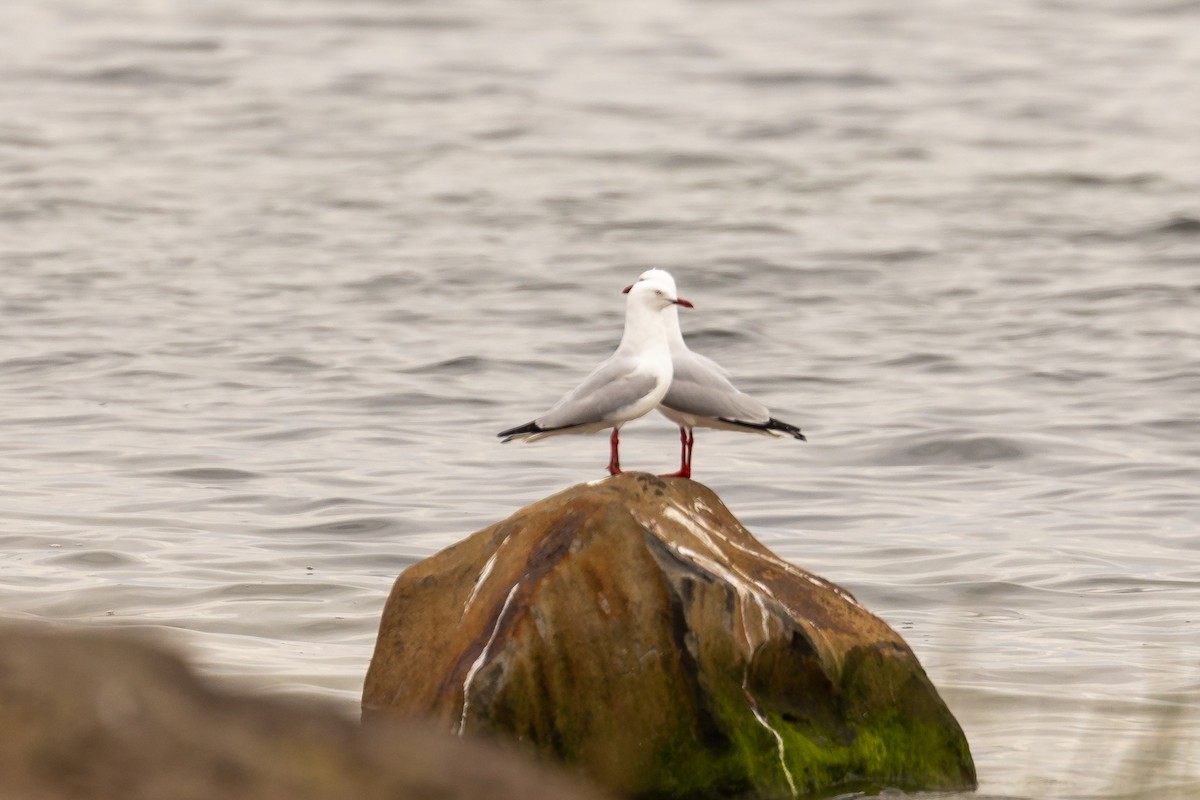 Silver Gull - ML646431029