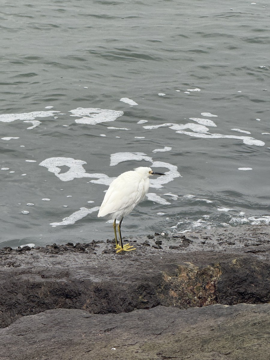 Snowy Egret - ML646431030