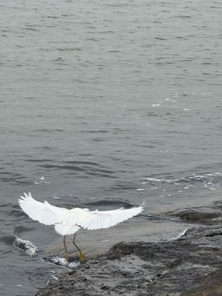 Snowy Egret - ML646431031
