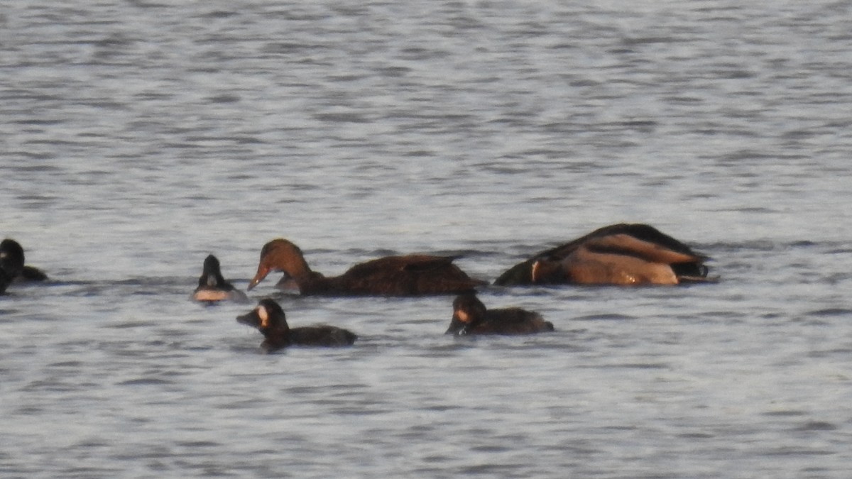 Greater Scaup - ML646431032