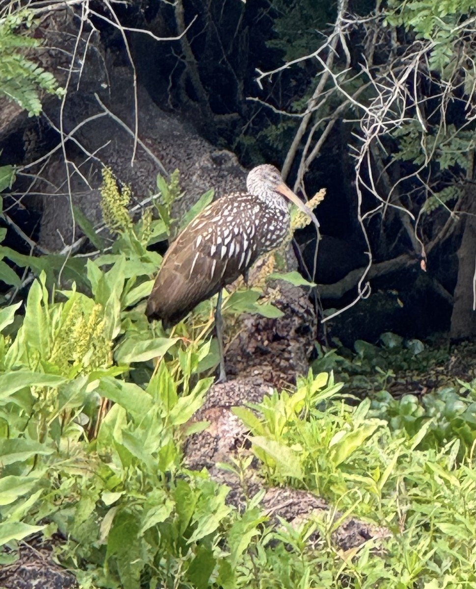 Limpkin - ML646431033