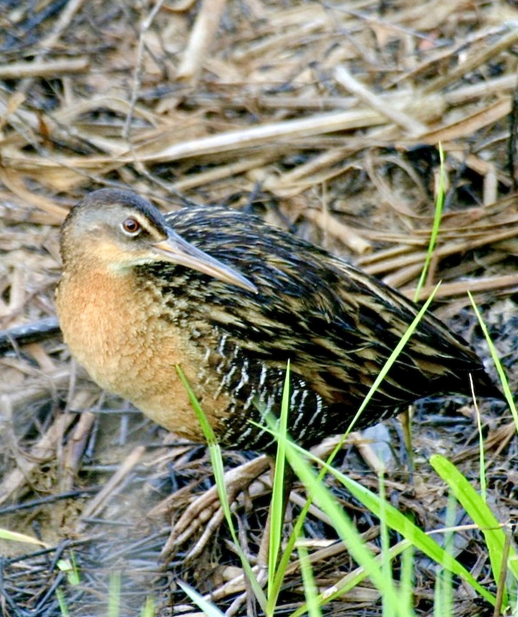 King Rail - ML646431034