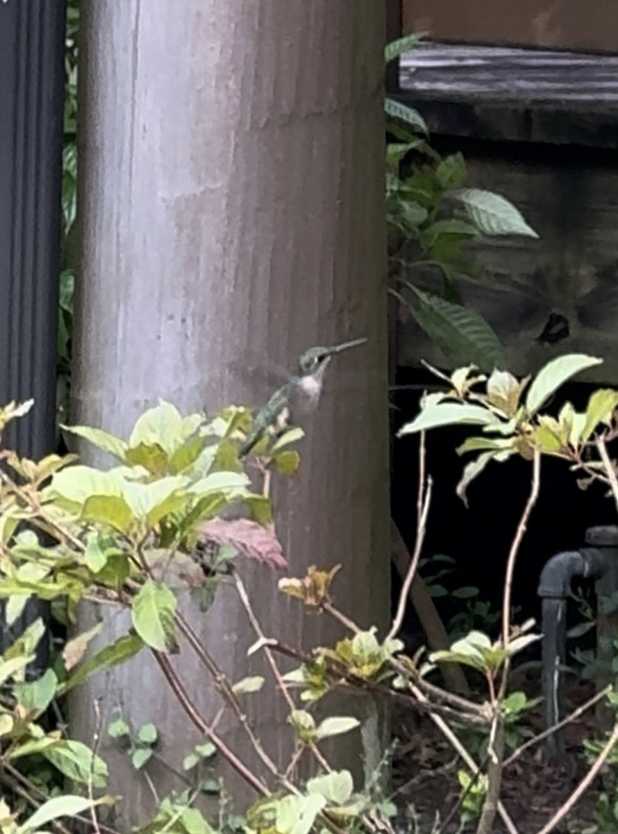 Ruby-throated Hummingbird - ML646431037