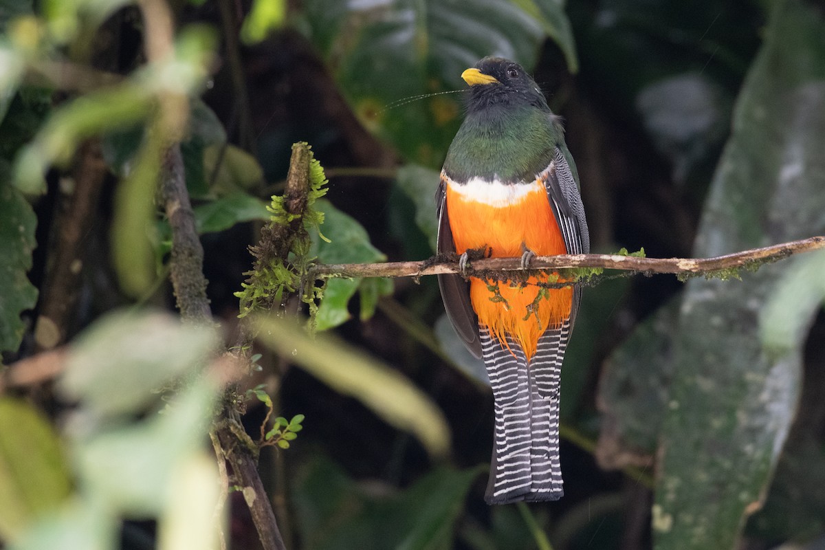 Collared Trogon - ML646431038