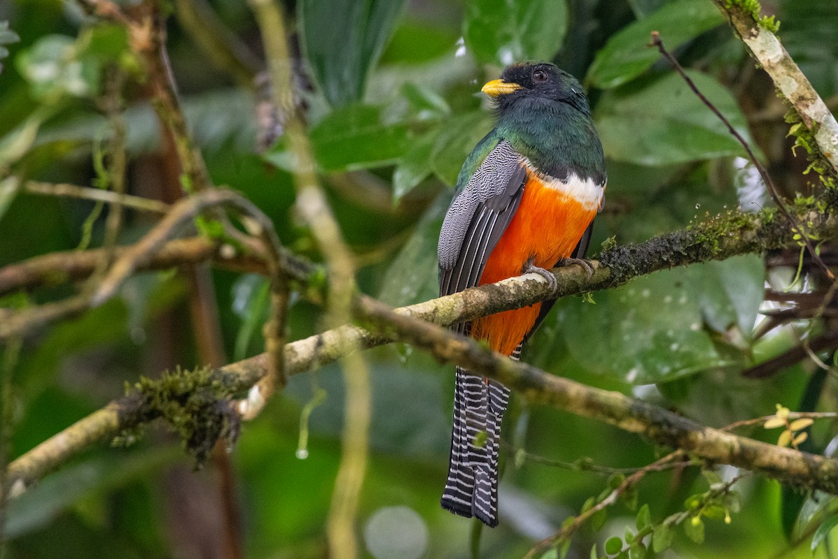 Collared Trogon - ML646431039