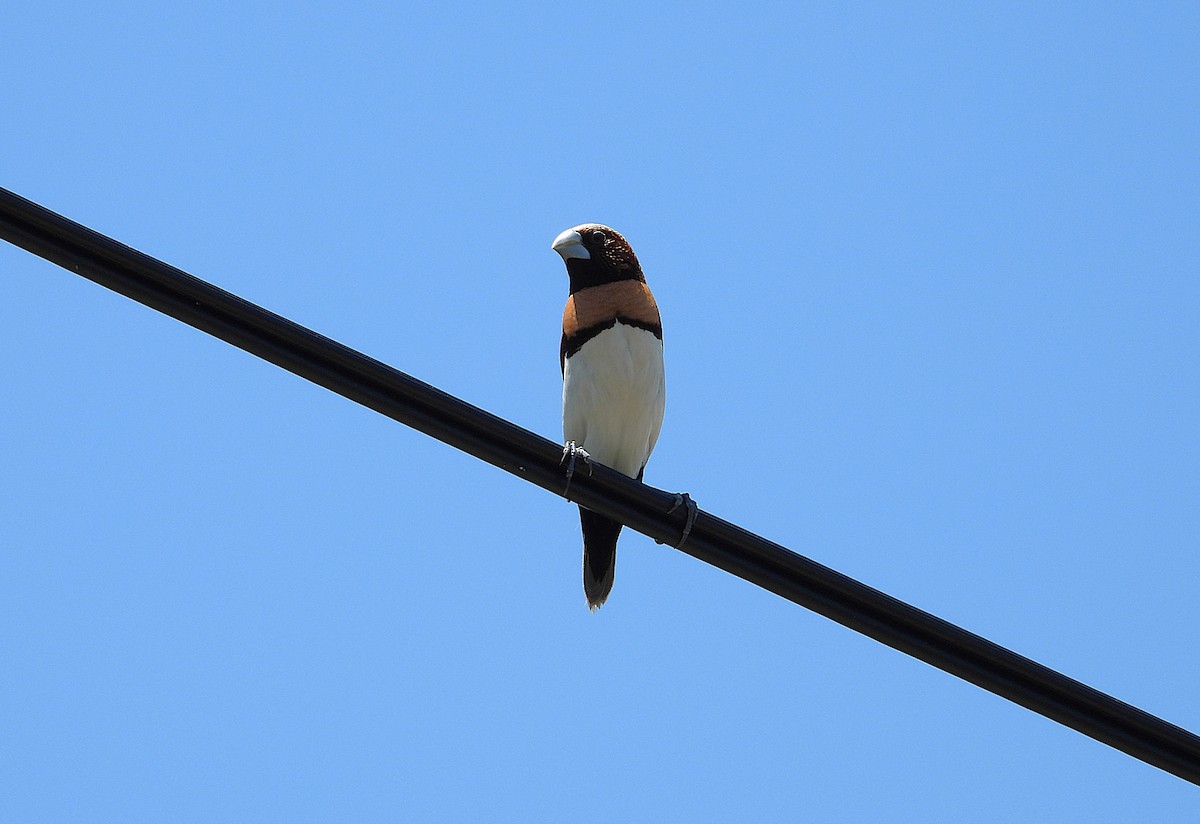Chestnut-breasted Munia - ML646431040