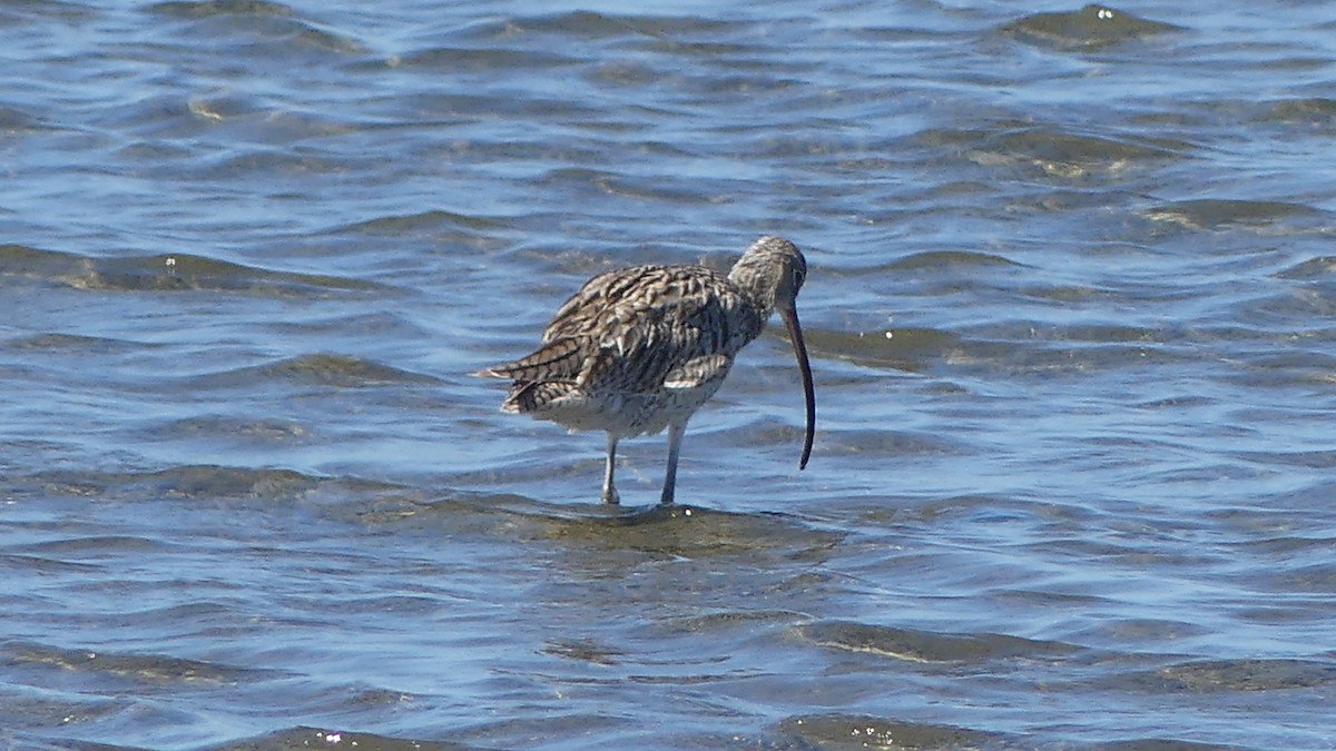 Far Eastern Curlew - ML646431042