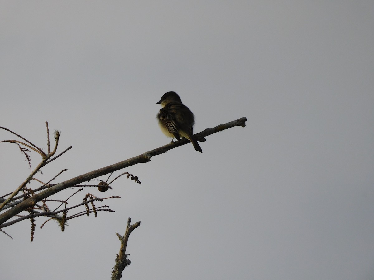 Eastern Phoebe - ML646431043