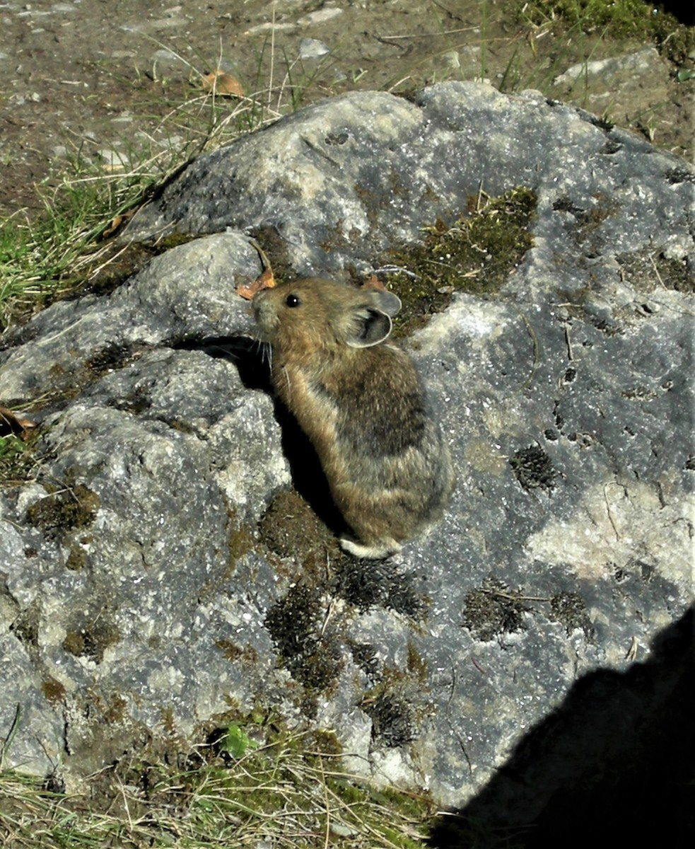 Pikas - ML646431044