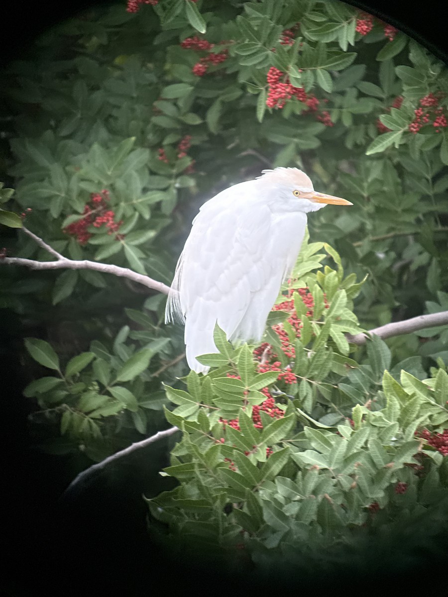 Western Cattle-Egret - ML646431045