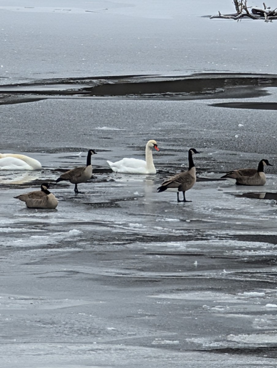 Mute Swan - ML646431046