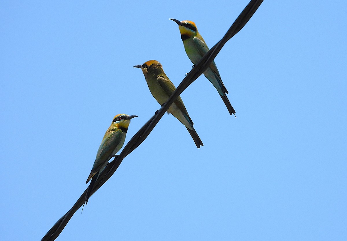 Rainbow Bee-eater - ML646431047