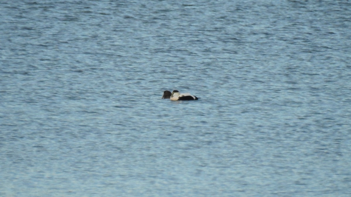 Common Eider - ML646431048