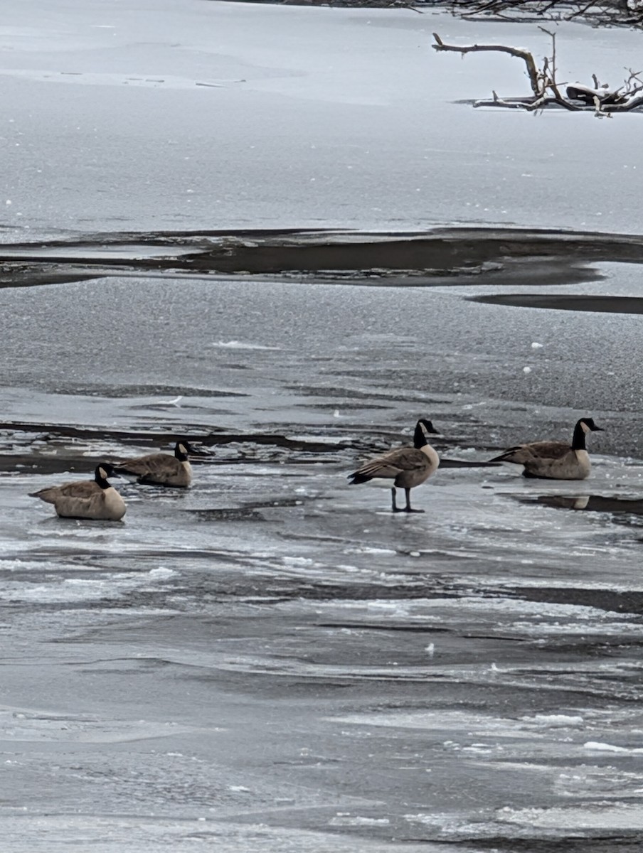 Canada Goose - ML646431049