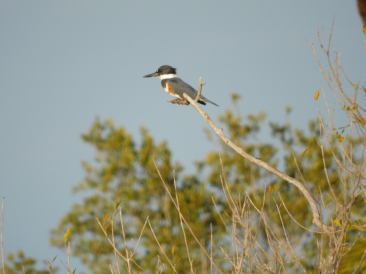 Belted Kingfisher - ML646431050