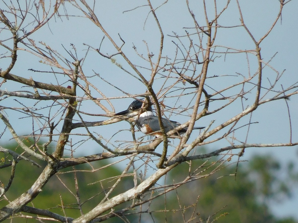 Belted Kingfisher - ML646431051