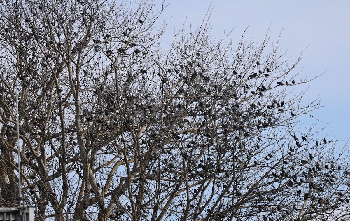 European Starling - ML646431052